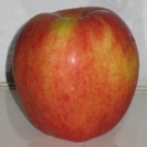 The Last Apple from the Mologne House